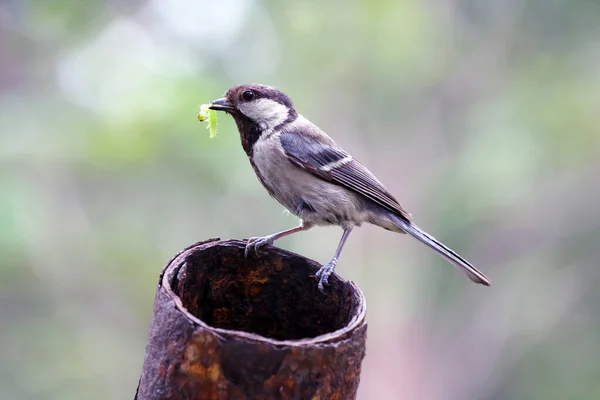 Parus Major Vogel Mit Einer Raupe Schnabel Wildtiere Als Muttertiere — Stockfoto