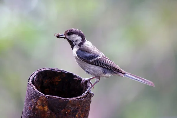 Parus Major Vogel Mit Einer Raupe Schnabel Wildtiere Als Muttertiere — Stockfoto