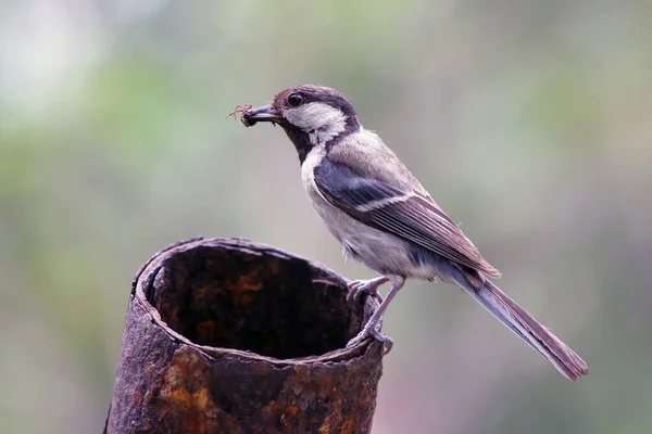 Parus Major Vogel Mit Einer Raupe Schnabel Wildtiere Als Muttertiere — Stockfoto