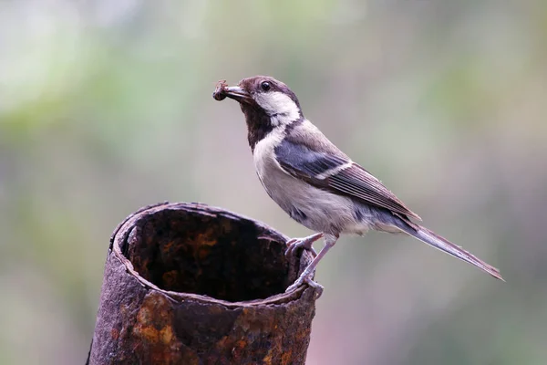 Główny Ptak Gąsienicą Dziobie Dzikie Zwierzęta Porodowe — Zdjęcie stockowe