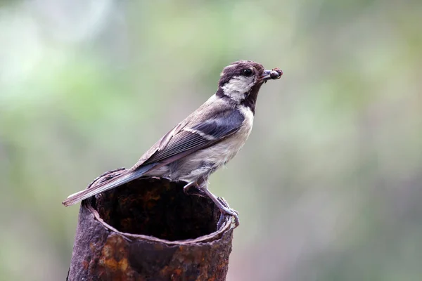 Pájaro Mayor Parus Con Una Oruga Pico Animales Maternidad Silvestres — Foto de Stock