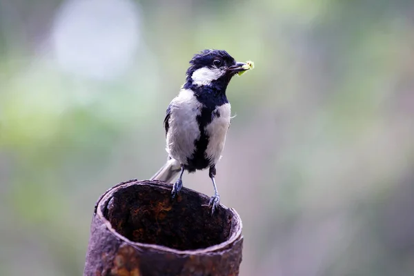 Parus Major Madár Hernyóval Csőrében Vadon Élő Anyaállatok — Stock Fotó