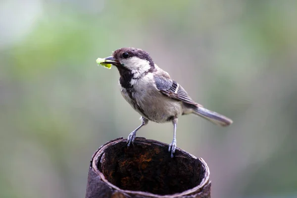 Parus Major Madár Hernyóval Csőrében Vadon Élő Anyaállatok — Stock Fotó