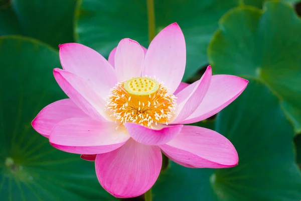 Das Fernöstliche Symbol Ist Der Schöne Lotus — Stockfoto