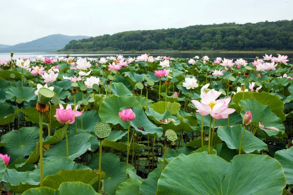 Far Eastern Symbol Beautiful Lotus — Stock Photo, Image