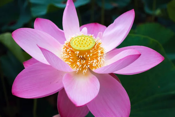 Far Eastern Symbol Beautiful Lotus — Stock Photo, Image