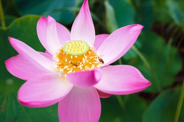 Símbolo Del Lejano Oriente Hermoso Loto —  Fotos de Stock