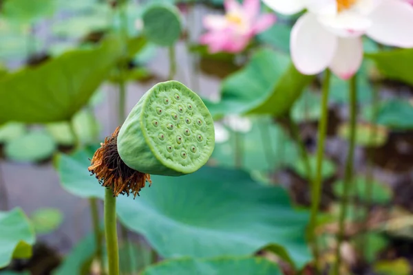 Het Verre Oosten Symbool Mooie Lotus — Stockfoto