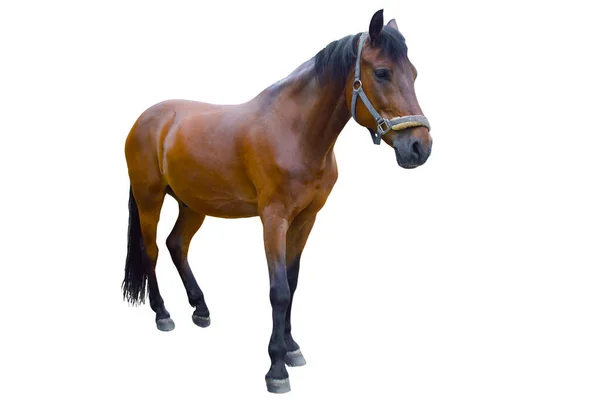 Häst Vit Bakgrund — Stockfoto