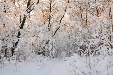 Vahşi Kuzey 'de kış.