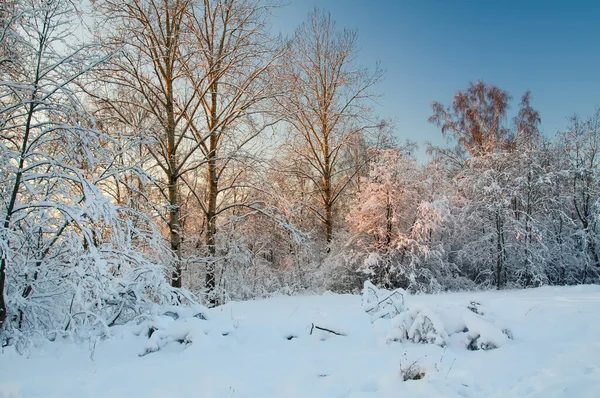 Winter Het Wilde Noorden — Stockfoto