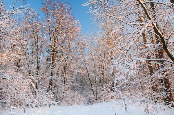 Winter Wild North — Stock Photo, Image