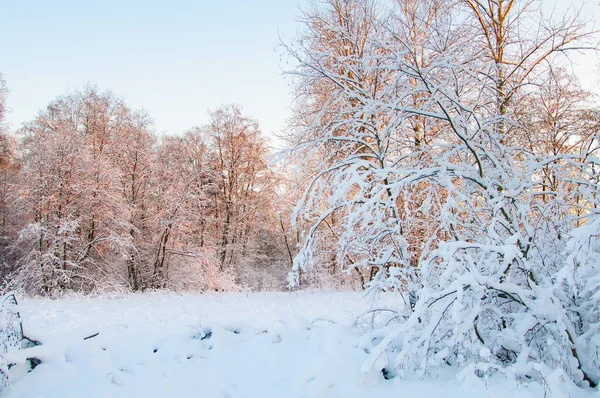 Χειμώνας Στην Άγρια Βόρεια — Φωτογραφία Αρχείου