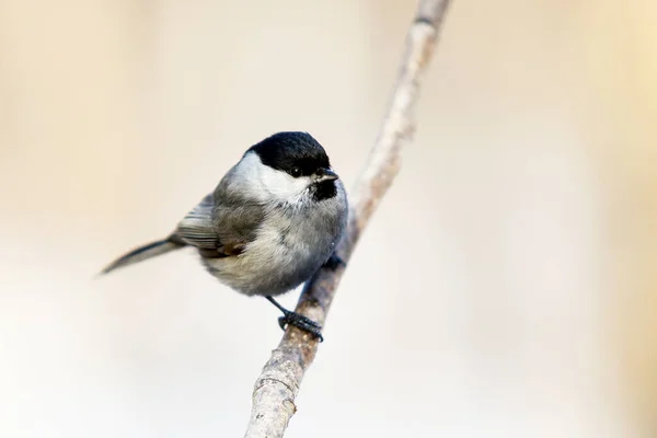 Mooie Titelmuis Vogel Wilde Dieren Winter — Stockfoto