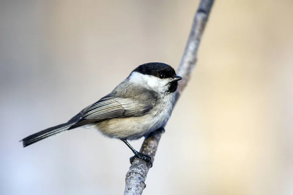 Mooie Titelmuis Vogel Wilde Dieren Winter — Stockfoto