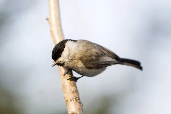 Beautiful Titmouse Bird Wildlife Winter — Stock Photo, Image