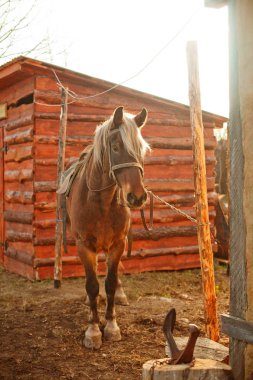 Bir demirci workroom yakınındaki kahverengi at