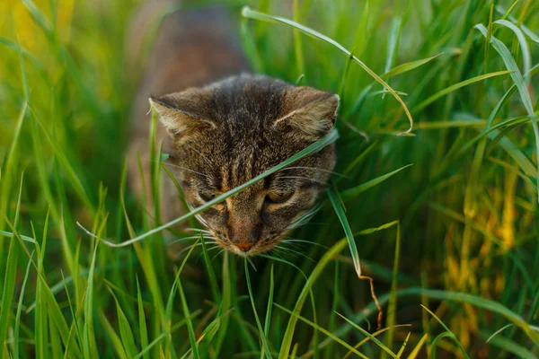 Hermoso gato rayado con ojos verdes caza en la hierba en el parque . —  Fotos de Stock