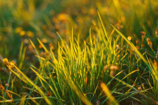 Close-up photo of grass at sunset — Stock Photo, Image