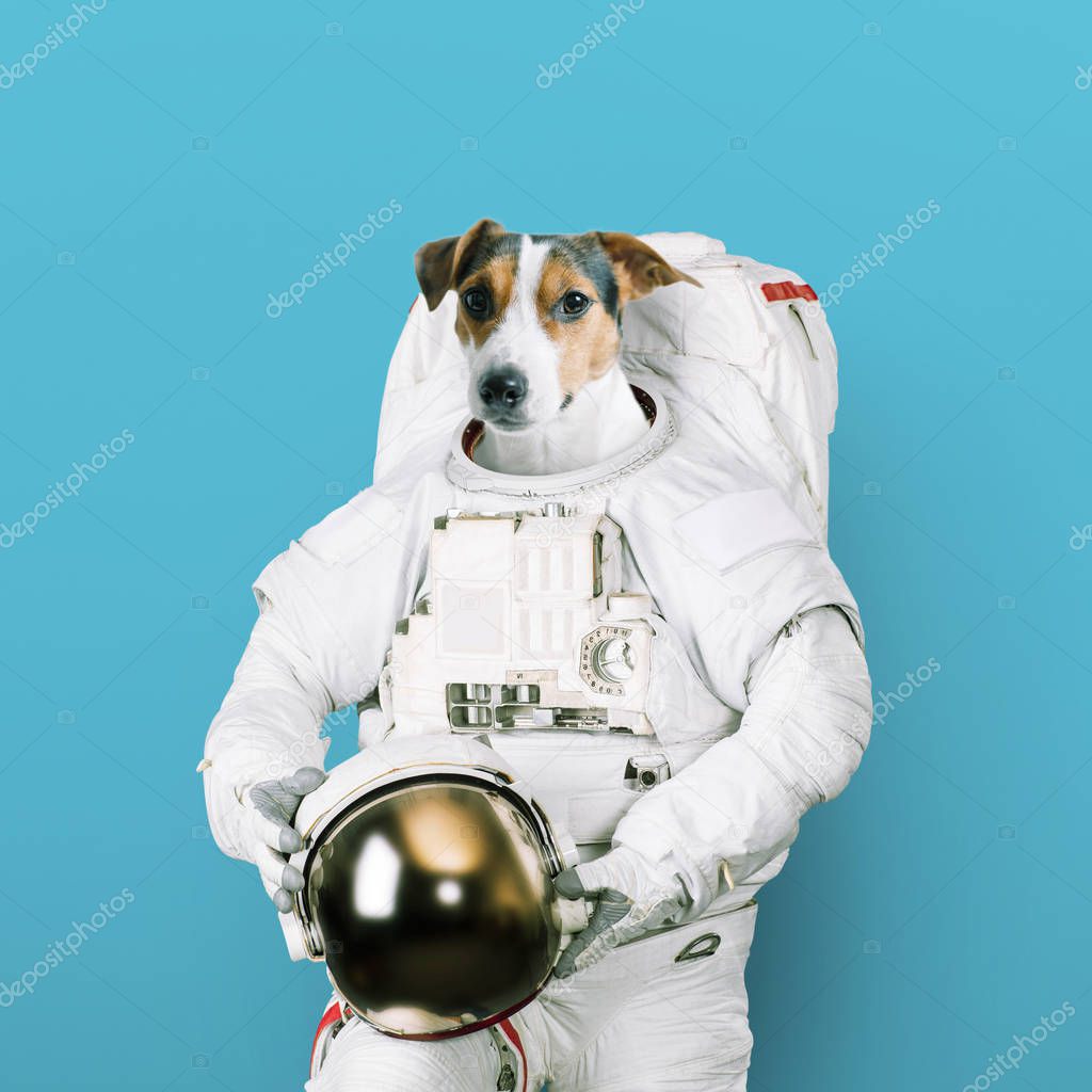 Cute jack russell dog astronaut in a space suit holds a helmet on a blue background. Concept of dreams of becoming an spaceman. Creative idea