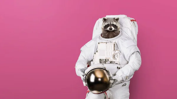 Astronauta mapache divertido en un traje espacial con un casco sobre un fondo rosa. Idea creativa — Foto de Stock