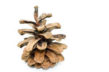 Beyaz arka planda çam kozalağı izole edilmiş. Üreme yapılarını içeren Pinophyta (kozalaklı ağaçlar) bölümünün bitkilerindeki organlar.