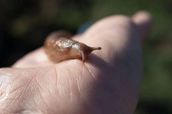 조개껍데기가 달팽이 Limax 야자나무에 채소에 해롭다 — 스톡 사진