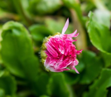 Yeşil bahçe arka planında pembe çiçek tomurcuğu. seçici odak.