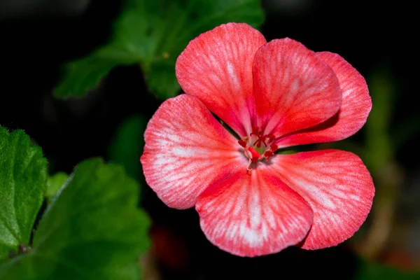 Brote Sangre Roja Rosa Sobre Fondo Jardín Verde Enfoque Selectivo —  Fotos de Stock