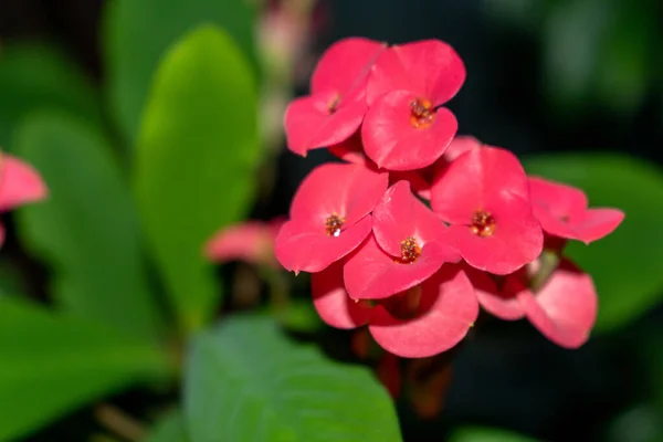 Pink Red Bloosom Bud Green Garden Background Selective Focus — Stock Photo, Image