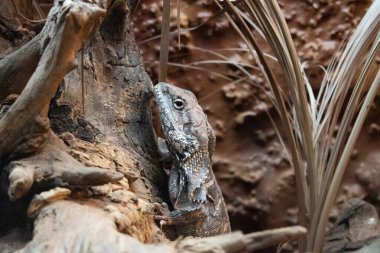 Doğulu bahçe kertenkelesi, doğu bahçesi kertenkelesi, kan emici ya da değişken kertenkele.