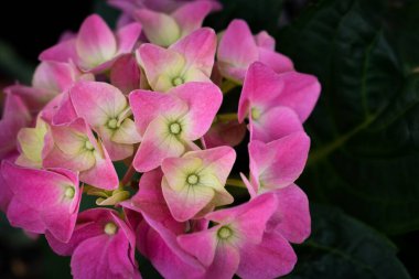 Güzel pembe ortanca macrophylla çiçeği bahar bahçesinde çiçek açtı. Çiçek açan ortanca ile arkaplan yeşil yapraklarla detaylı.