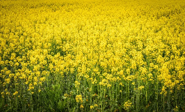 Yellow Rapeseed Field Landscape Wide Panorama — Stock Photo, Image