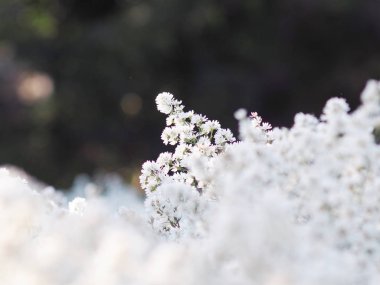 white Magaret flower garden and sweet background fram
