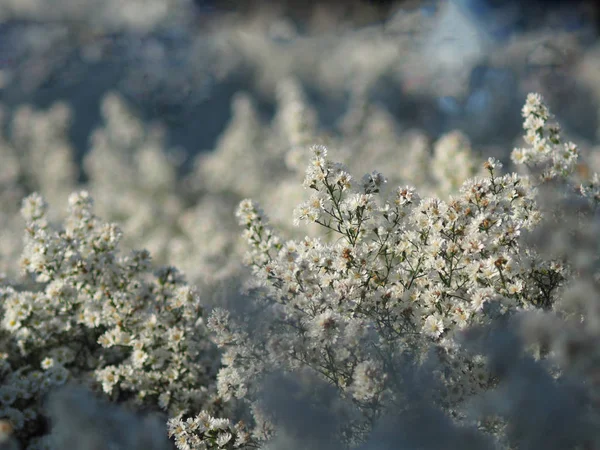 white Magaret flower garden and sweet background fram
