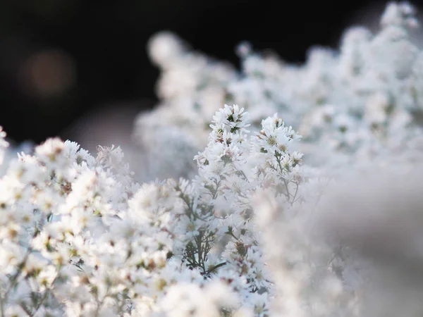 Jardín Flores Magaret Blanco Fondo Dulce Fram — Foto de Stock