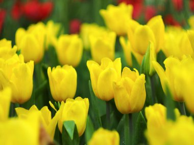 Flower tulip garden blooming colourful and refresh able day