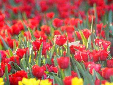 Flower tulip garden blooming colourful and refresh able day