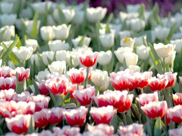 Kwiat Tulipan Ogród Kwitnący Kolorowe Odświeżyć Dzień — Zdjęcie stockowe
