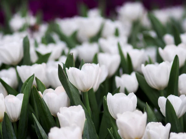 Flower tulip garden blooming colourful and refresh able day
