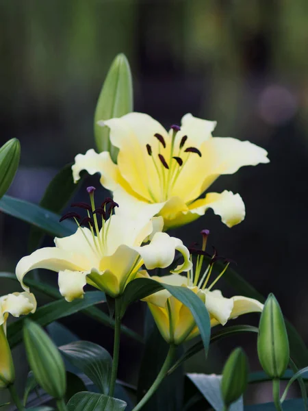 Flor Rosa Lila Jardín — Foto de Stock