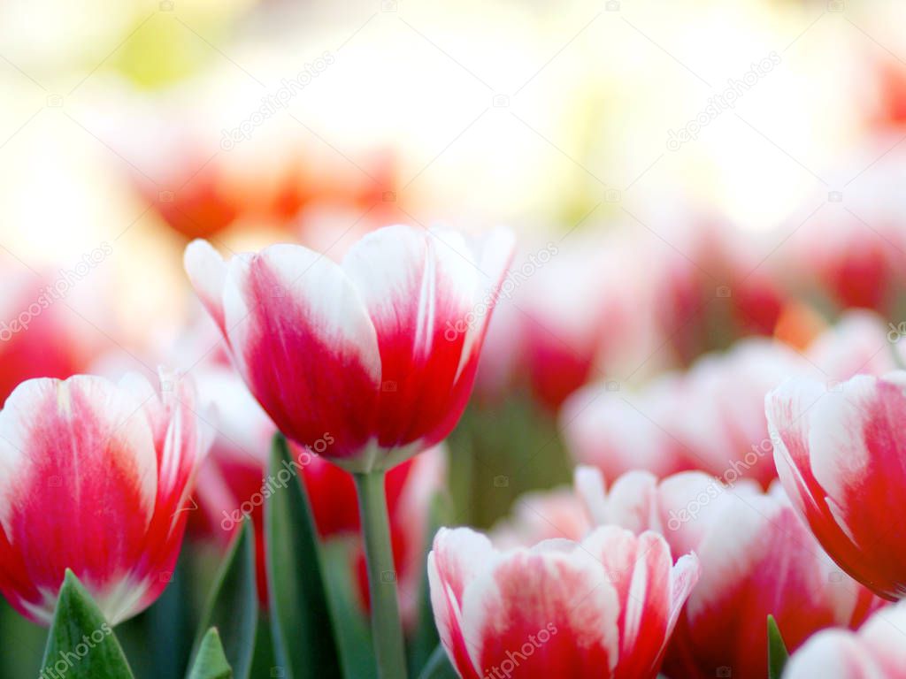 Flower tulip garden blooming colourful and refresh able day