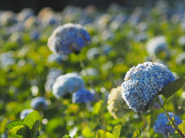 Hortensias Jardín Parque Bullicioso Lado Naturaleza — Foto de Stock