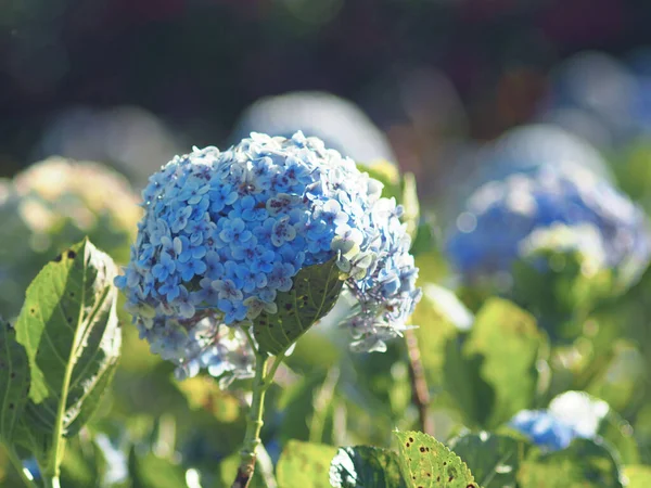 hydrangea garden and park bueaty side  nature