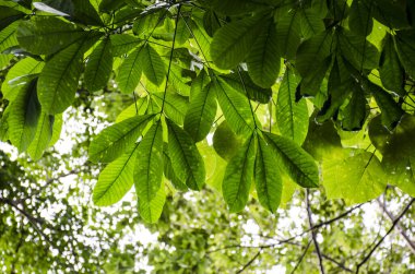 Bokeh yeşil arka plan ve bulanık tazelik yeşili 