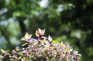 Bokeh yeşil arka plan ve bulanık tazelik yeşili 
