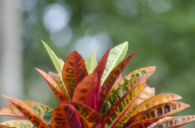 Bokeh yeşil arka plan ve bulanık tazelik yeşili 