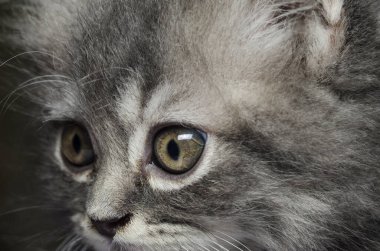 Kıllı kedi oyunu ve kedicik oyunu