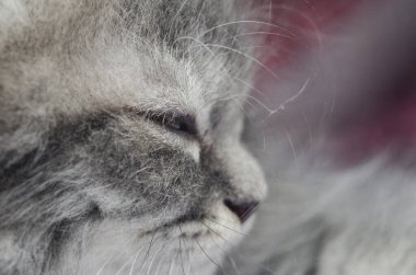 Kıllı kedi oyunu ve kedicik oyunu