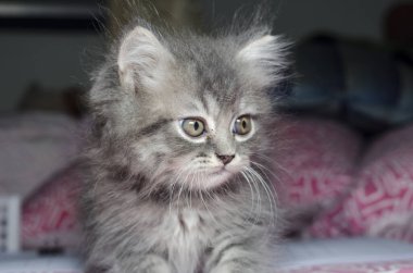 Kıllı kedi oyunu ve kedicik oyunu